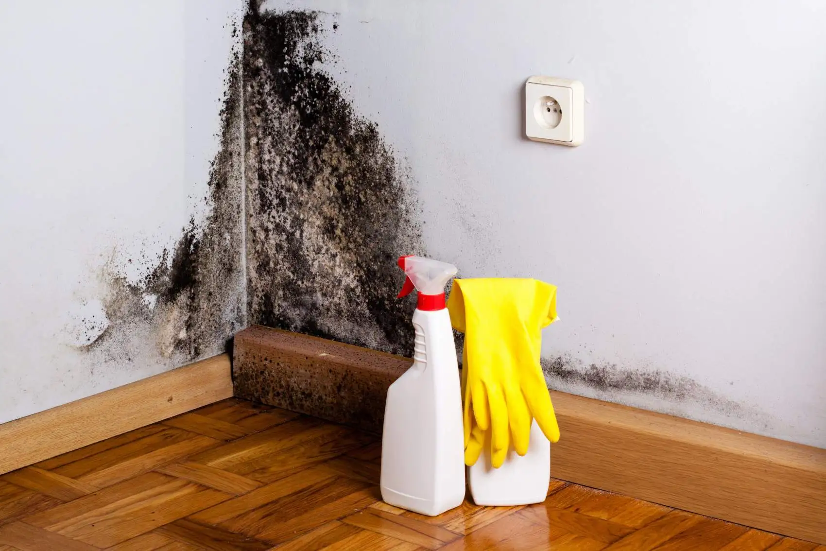 residential mold removal