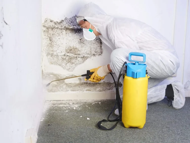 mold removal and remediation pros